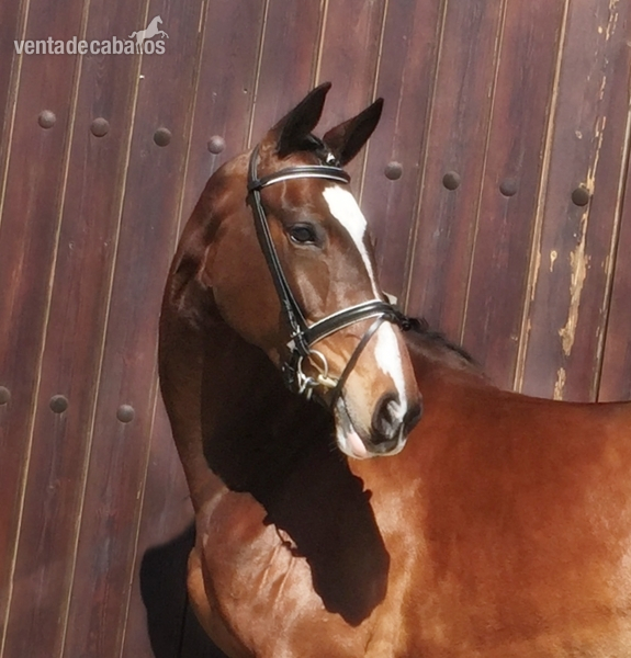 Tormenta CDE KWPN - Yeguas Caballo de Deporte Español (CDE)  - KWPN