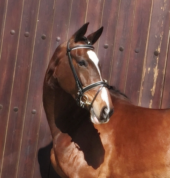 Tormenta CDE KWPN - Yeguas Caballo de Deporte Español (CDE)  - KWPN