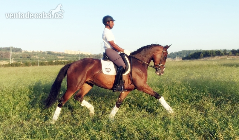 Tormenta CDE KWPN - Caballo de Deporte Español (CDE)  - KWPN