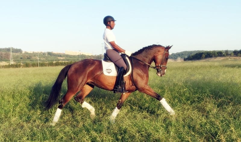 Tormenta CDE KWPN - Caballo de Deporte Español (CDE)  - KWPN