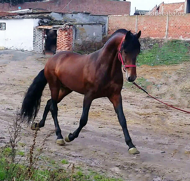 Pura Raza Española {TYPE}
