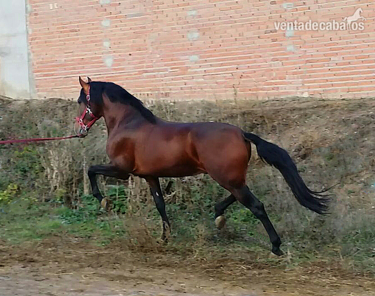 Caballos Pura Raza Española (P.R.E.) Pura Raza Española - castaño PRE origuenes YM