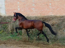 castaño PRE origuenes YM