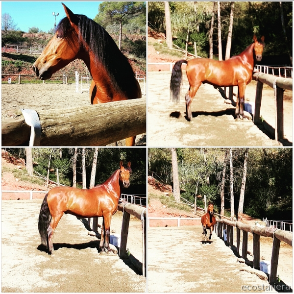 Caballo PRE 5 años in 