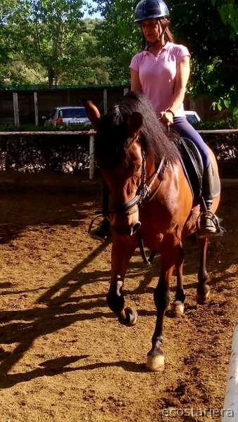 Caballos Pura Raza Española (P.R.E.) Pura Raza Española - Caballo PRE 5 años
