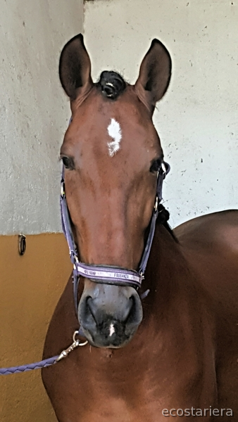 Caballo PRE 5 años - Caballos Pura Raza Española (P.R.E.) Pura Raza Española