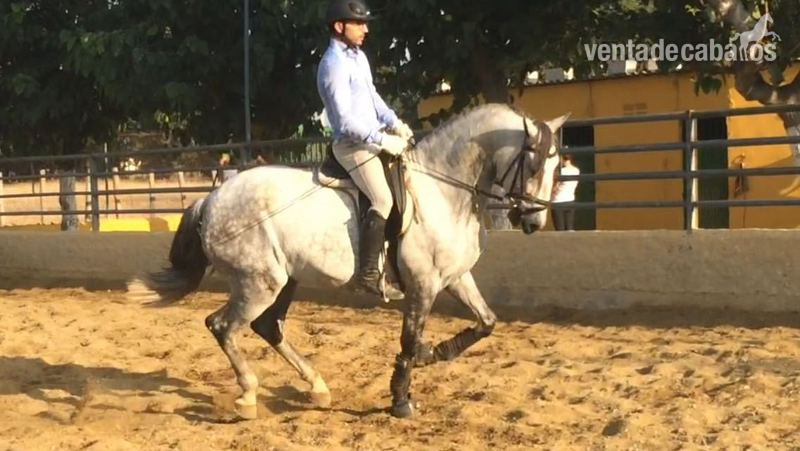  CABALLO PRE CASTRADO 6 AÑOS - Caballos Pura Raza Española (P.R.E.) Pre