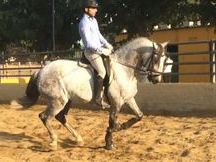  CABALLO PRE CASTRADO 6 AÑOS