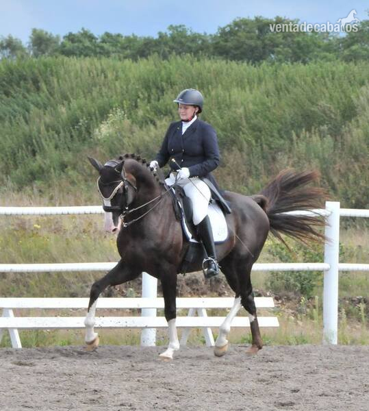 Un caballo para muchas disciplinas in 