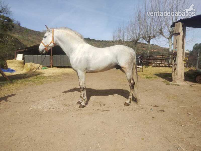 Caballo entero muy noble  in 