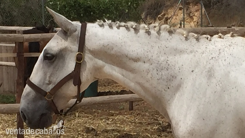 CABALLO PURA RAZA LUSITANO in 
