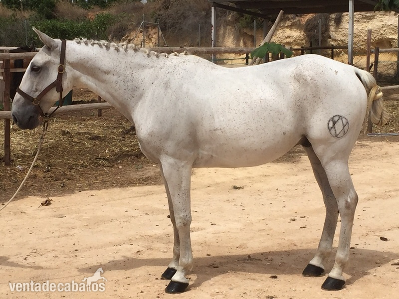 Lusitano