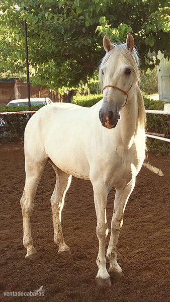 Caballo PRE 6 años in 