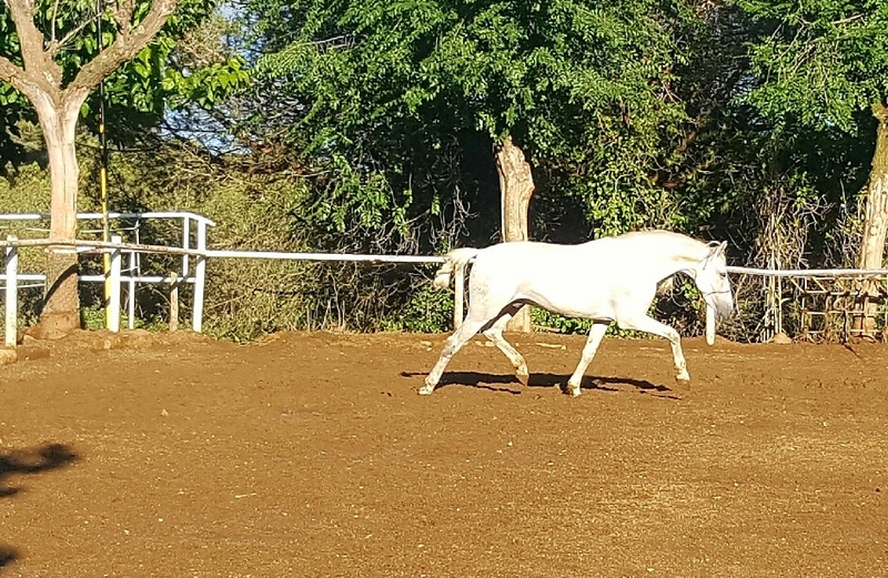 Caballos Pura Raza Española (P.R.E.) Pura Raza Española  - Caballo PRE 6 años
