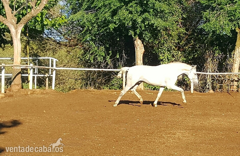 Caballos Pura Raza Española (P.R.E.) Pura Raza Española  - Caballo PRE 6 años
