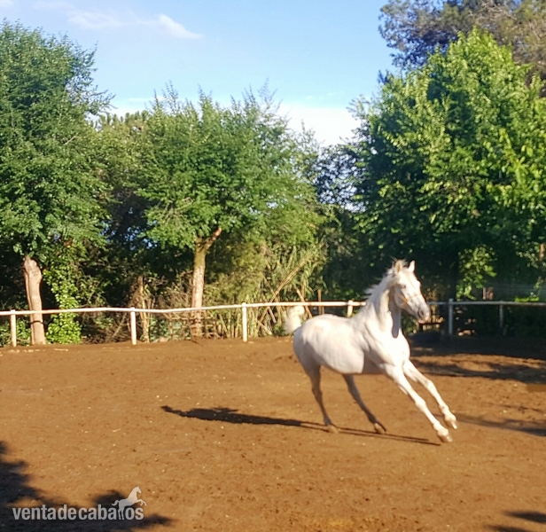 Caballo PRE 6 años - Caballos Pura Raza Española (P.R.E.) Pura Raza Española 