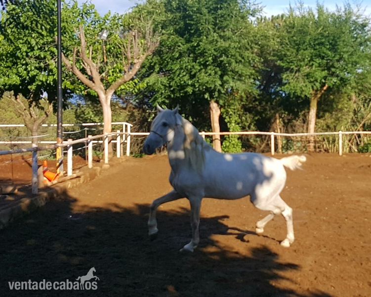Caballo PRE 6 años - Pura Raza Española 