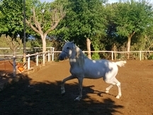 Caballo PRE 6 años