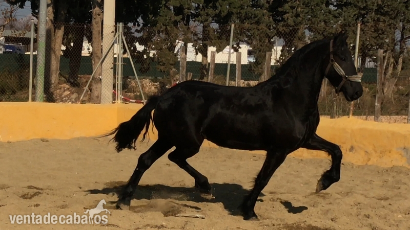 Yeguas Frisón - FRISONA 4 AÑOS ESPECTACULAR