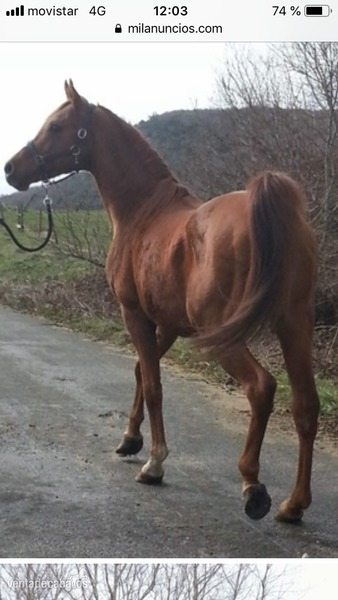 Caballos Enteros Arabe - Semental Arabe para cría