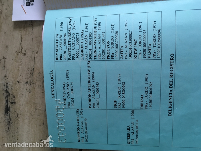 Semental Arabe para cría - Caballos Enteros Arabe