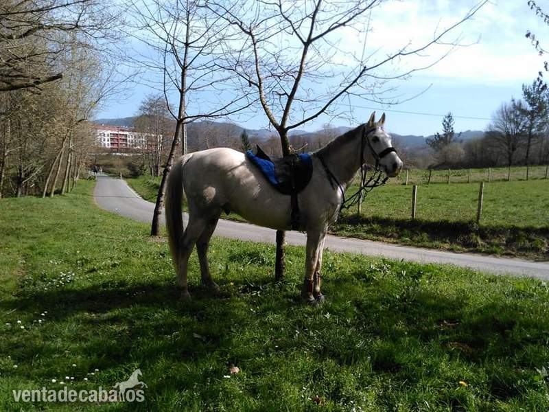 Vendo o cambio caballo anglo-arabe in 