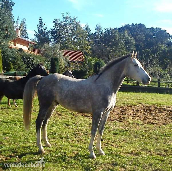 Caballos Capados Anglo-árabe - Vendo o cambio caballo anglo-arabe