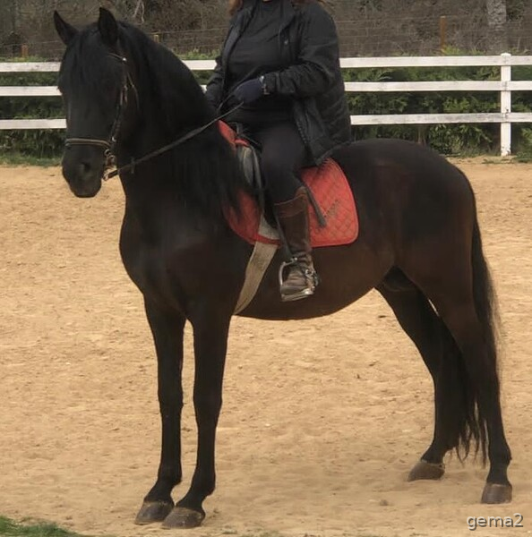 Caballo Entero Pre Nieto de Ermitaño III in 