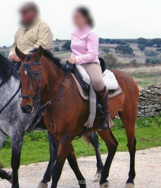 se vende jaca in 
