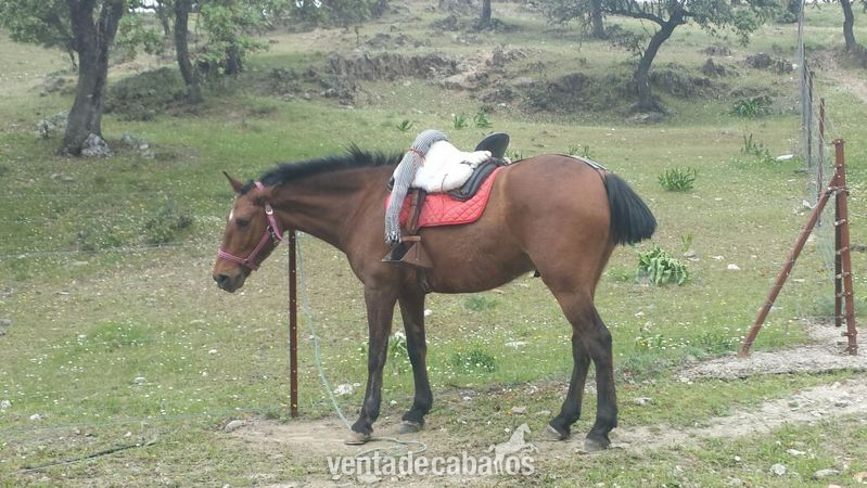 Cruzado