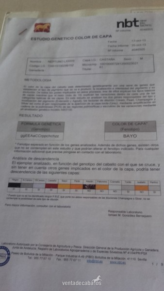 Pura Raza Española
