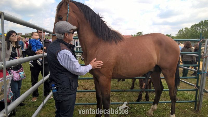 Caballos Pura Raza Española (P.R.E.) Pura Raza Española - Vendo potro P.R.E. 2 años y medio 