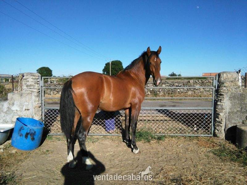 Vendo potro P.R.E. 2 años y medio  - Caballos Pura Raza Española (P.R.E.) Pura Raza Española