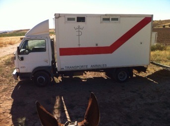 Camion caballos in 