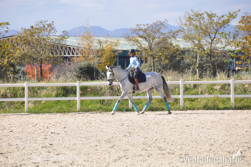 Lusitano