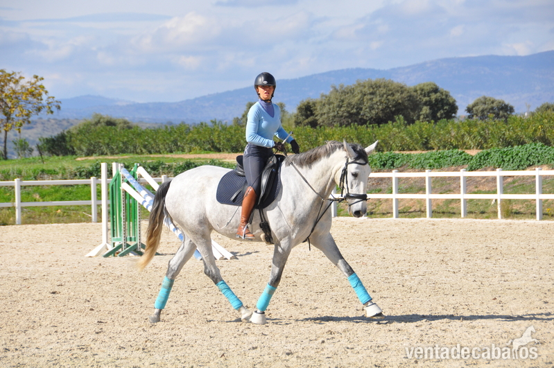 Lusitano {TYPE}