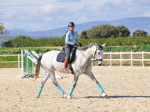 Potra P.S.L 3 años