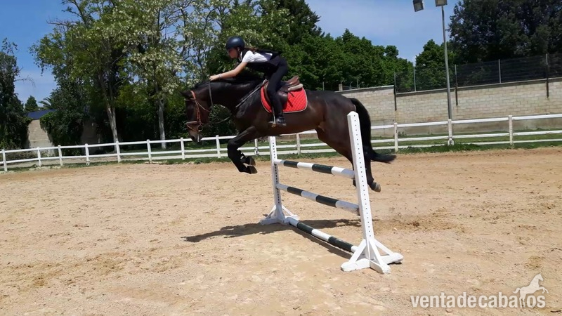 joven caballo castrado de salto, muy guapo in 