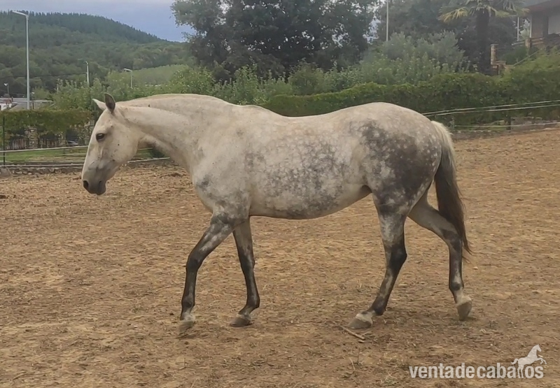 Yegua lusitana pura Con carta y valorada  in 