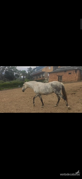 Yegua lusitana pura Con carta y valorada  - Yeguas Lusitana