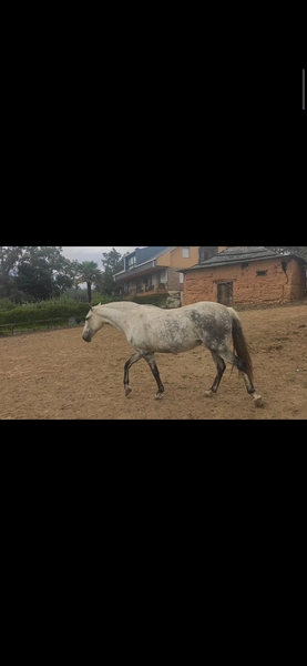 Yegua lusitana pura Con carta y valorada  - Yeguas Lusitana