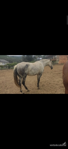 Yegua lusitana pura Con carta y valorada  - Lusitana