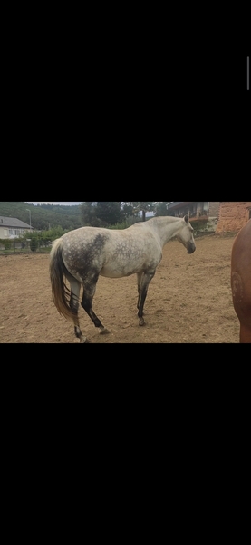 Yegua lusitana pura Con carta y valorada  - Lusitana