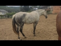 Yegua lusitana pura Con carta y valorada