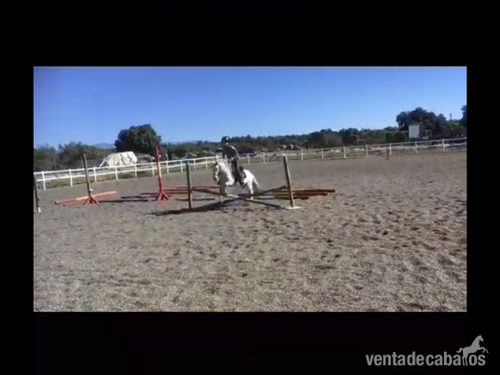  Poni A 1,00 