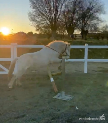 Ponis Pony Club EMPTY - Poni A 1,00 