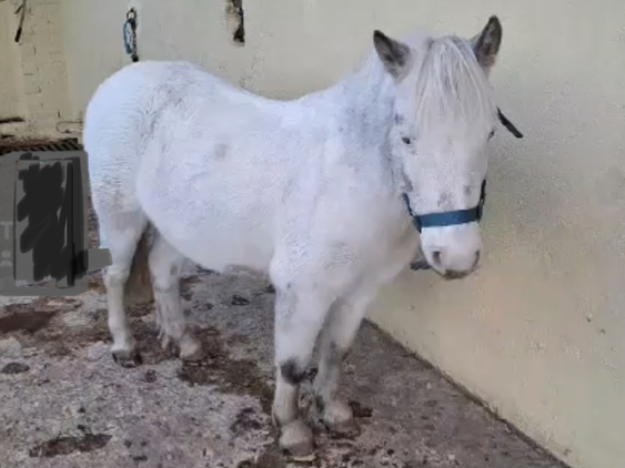 Poni A 1,00  - Ponis Pony Club EMPTY