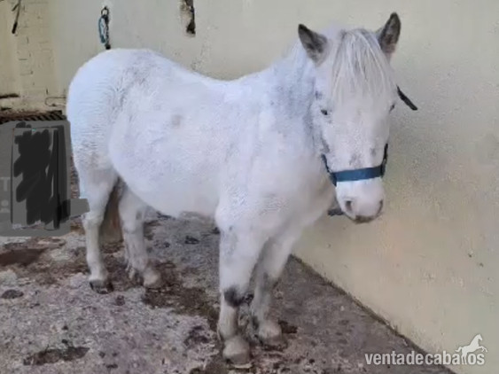 Poni A 1,00  - Ponis Pony Club EMPTY