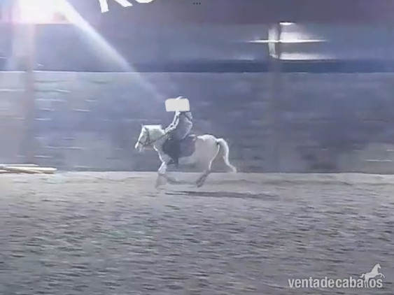 Poni A 1,00  - Ponis Pony Club
