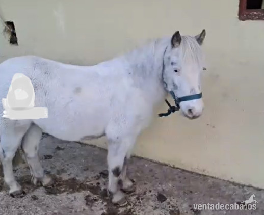 Poni A 1,00 